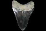 Serrated, Fossil Megalodon Tooth - Excellent Color #82689-2